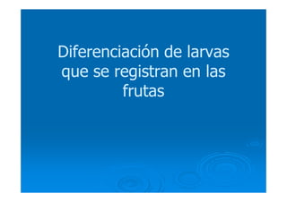 Diferenciación de larvasDiferenciación de larvas
que se registran en lasque se registran en las
frutasfrutas
 