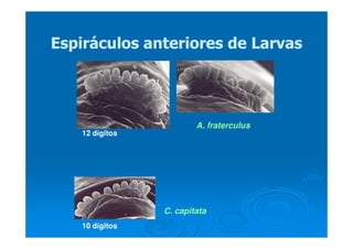 Espiráculos anteriores de LarvasEspiráculos anteriores de Larvas
C. capitata
A. fraterculus
12 dígitos
10 dígitos
 
