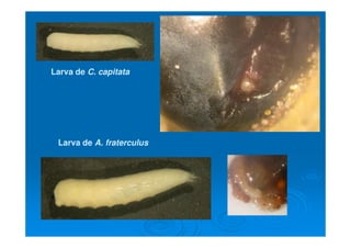 Larva deLarva de C. capitataC. capitata
Larva deLarva de A. fraterculusA. fraterculus
 