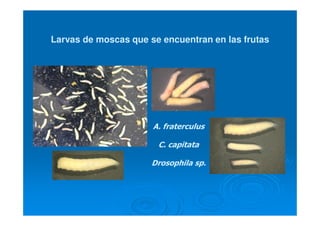 Larvas de moscas que se encuentran en las frutas
A. fraterculus
C. capitata
Drosophila sp.
 