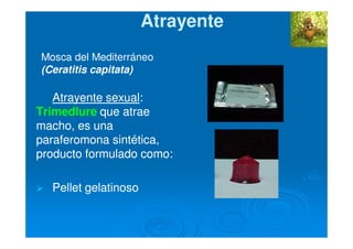 AtrayenteAtrayente
Atrayente sexualAtrayente sexual::
TrimedlureTrimedlure que atraeque atrae
macho, es unamacho, es una
paraferomona sintética,paraferomona sintética,
producto formulado como:producto formulado como:
Pellet gelatinosoPellet gelatinoso
Mosca del Mediterráneo
(Ceratitis capitata)
 