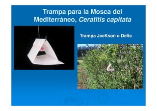 Trampa para la Mosca delTrampa para la Mosca del
Mediterráneo,Mediterráneo, Ceratitis capitataCeratitis capitata
Trampa JacKson o Delta
 