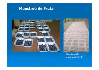 Muestreo de FrutaMuestreo de Fruta
Bandejas deBandejas de
estacionamientoestacionamiento
 