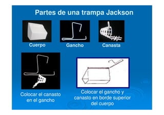 Cuerpo
Partes de una trampa JacksonPartes de una trampa Jackson
Gancho Canasta
Colocar el gancho y
canasto en borde superior
del cuerpo
Colocar el canasto
en el gancho
 