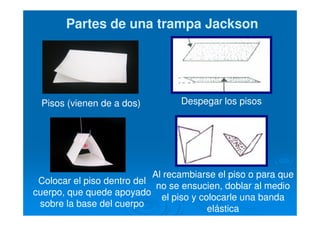 Al recambiarse el piso o para que
no se ensucien, doblar al medio
el piso y colocarle una banda
elástica
Partes de una trampa JacksonPartes de una trampa Jackson
Pisos (vienen de a dos) Despegar los pisos
Colocar el piso dentro del
cuerpo, que quede apoyado
sobre la base del cuerpo
 