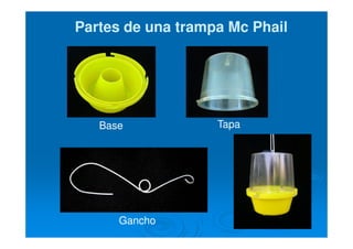 Partes de una trampa Mc PhailPartes de una trampa Mc Phail
Tapa
Gancho
Base
 