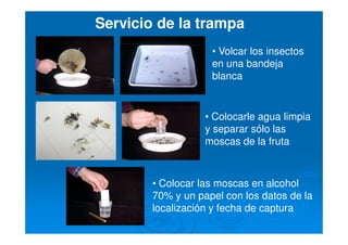 Servicio de la trampa
• Colocarle agua limpia
y separar sólo las
moscas de la fruta
• Colocar las moscas en alcohol
70% y un papel con los datos de la
localización y fecha de captura
• Volcar los insectos
en una bandeja
blanca
 