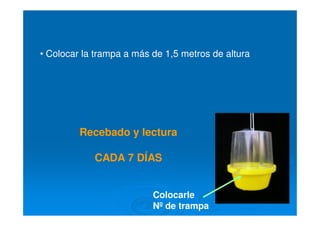 • Colocar la trampa a más de 1,5 metros de altura
Colocarle
Nº de trampa
Recebado y lectura
CADA 7 DÍAS
 