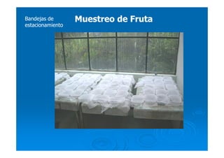 Muestreo de FrutaMuestreo de FrutaBandejas deBandejas de
estacionamientoestacionamiento
 