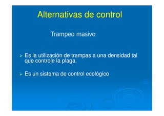 Alternativas de controlAlternativas de control
Es la utilización de trampas a una densidad talEs la utilización de trampas a una densidad tal
que controle la plaga.que controle la plaga.
Es un sistema de control ecológicoEs un sistema de control ecológico
Trampeo masivoTrampeo masivo
 