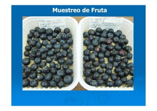 Muestreo de FrutaMuestreo de Fruta
 