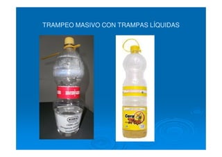 TRAMPEO MASIVO CON TRAMPAS LÍQUIDASTRAMPEO MASIVO CON TRAMPAS LÍQUIDAS
 