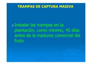 TRAMPAS DE CAPTURA MASIVA
Instalar las trampas en la
plantación, como mínimo, 45 días
antes de la madurez comercial del
fruto
 