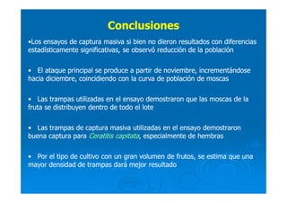 ConclusionesConclusiones
••Los ensayos de captura masiva si bien no dieron resultados con diferenciasLos ensayos de captura masiva si bien no dieron resultados con diferencias
estadísticamente significativas, se observó reducción de la poblaciónestadísticamente significativas, se observó reducción de la población
•• El ataque principal se produce a partir de noviembre, incrementándoseEl ataque principal se produce a partir de noviembre, incrementándose
hacia diciembre, coincidiendo con la curva de población de moscashacia diciembre, coincidiendo con la curva de población de moscas
•• Las trampas utilizadas en el ensayo demostraron que las moscas de laLas trampas utilizadas en el ensayo demostraron que las moscas de la
fruta se distribuyen dentro de todo el lotefruta se distribuyen dentro de todo el lote
•• Las trampas de captura masiva utilizadas en el ensayo demostraronLas trampas de captura masiva utilizadas en el ensayo demostraron
buena captura parabuena captura para Ceratitis capitataCeratitis capitata, especialmente de hembras, especialmente de hembras
•• Por el tipo de cultivo con un gran volumen de frutos, se estima que unaPor el tipo de cultivo con un gran volumen de frutos, se estima que una
mayor densidad de trampas dará mejor resultadomayor densidad de trampas dará mejor resultado
 
