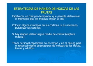 ESTRATEGIAS DE MANEJO DE MOSCAS DE LASESTRATEGIAS DE MANEJO DE MOSCAS DE LAS
FRUTASFRUTAS
Establecer un trampeo temprano, que permita determinarEstablecer un trampeo temprano, que permita determinar
el momento que las moscas entran al loteel momento que las moscas entran al lote
Colocar algunas trampas en las cortinas, si es necesarioColocar algunas trampas en las cortinas, si es necesario
pulverizar las cortinaspulverizar las cortinas
Si hay ataque utilizar algún medio de control (capturaSi hay ataque utilizar algún medio de control (captura
masiva)masiva)
Tener personal capacitado en el campo y en el paking paraTener personal capacitado en el campo y en el paking para
el reconocimiento de picaduras de moscas de las frutas,el reconocimiento de picaduras de moscas de las frutas,
larvas y adultos.larvas y adultos.
 