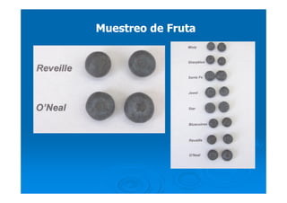 Muestreo de FrutaMuestreo de Fruta
 