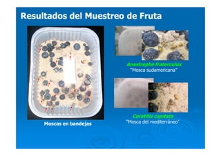 Anastrepha fraterculus
“Mosca sudamericana”
Ceratitis capitata
“Mosca del mediterráneo”
Resultados del Muestreo de FrutaResultados del Muestreo de Fruta
Moscas en bandejas
 
