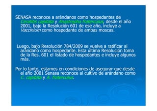 SENASA reconoce a arándanos como hospedantes deSENASA reconoce a arándanos como hospedantes de
Ceratitis capitataCeratitis capitata yy Anastrepha fraterculusAnastrepha fraterculus, desde el año, desde el año
2001, bajo la Resolución 601 de ese año, incluye a2001, bajo la Resolución 601 de ese año, incluye a
VacciniumVaccinium como hospedante de ambas moscas.como hospedante de ambas moscas.
Luego, bajo Resolución 784/2009 se vuelve a ratificar alLuego, bajo Resolución 784/2009 se vuelve a ratificar al
arándano como hospedante. Esta última Resolución tomaarándano como hospedante. Esta última Resolución toma
de la Res. 601 el listado de hospedantes e incluye algunosde la Res. 601 el listado de hospedantes e incluye algunos
más.más.
Por lo tanto, estamos en condiciones de asegurar que desdePor lo tanto, estamos en condiciones de asegurar que desde
el año 2001 Senasa reconoce al cultivo de arándano comoel año 2001 Senasa reconoce al cultivo de arándano como
C. capitataC. capitata yy A. fraterculusA. fraterculus..
 