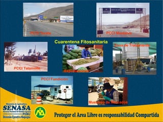 Cuarentena Fitosanitaria
PCCI Montalvo
PCCI Fundición
PCCI Talamolle
PCCI Torata
Muestreo de Mercados
Zona de Tratamiento
Exportaciones
 