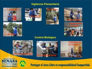 Vigilancia Fitosanitaria
Control Biológico
T. granarium
A. grandis
Vig. Predial
S. catenifer
Ocurr. plagas
Capacitación
en campo
Capacitación
en Colegios
Prep. Hongos antag.
Liberación de Orius
 