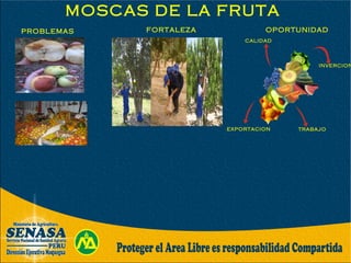 MOSCAS DE LA FRUTA
PROBLEMAS FORTALEZA OPORTUNIDAD
CALIDAD
EXPORTACION TRABAJO
INVERCION
 