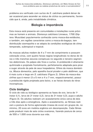 11 
Surtos da mosca-dos-estábulos, Stomoxys calcitrans, em Mato Grosso do Sul: 
novo problema para as cadeias produtivas da carne e sucroalcooleira? 
problema ora verificado com surtos de S. calcitrans poderá deixar de ser ocasional para ascender ao status de cíclico ou permanente, favorecido que é, ainda, pela instabilidade climática. 
Biologia e importância 
Esta mosca está presente em comunidades e instalações rurais próximas ao homem e animais. Stomoxys calcitrans Linnaeus, 1758 (Diptera: Muscidae) popularmente conhecida como mosca-dos-estábulos, e também, em regiões canavieiras como a mosca-do-bagaço, tem distribuição cosmopolita e se adapta às condições ecológicas de clima temperado, subtropical e tropical. 
As moscas adultas medem de 4 a 7 mm de comprimento e possuem coloração cinza, com quatro faixas negras longitudinais no dorso do tórax e três manchas escuras conspícuas no segundo e terceiro segmentos abdominais. Os palpos são finos e curtos. A probóscide é altamente quitinizada e projetada frontalmente, perfeitamente adaptada para picar e sugar através da pele de seus hospedeiros. Difere da mosca doméstica, Musca domestica, pelo aparelho bucal picador e pelo abdômen, que é mais curto e largo em S. calcitrans (Figura 2). Difere da mosca-dos- chifres que é menor (3 a 5 mm e 4 a 7 mm, respectivamente), possui a probóscide rígida projetada para baixo, e as faixas dorsais do tórax inconspícuas. 
Ciclo biológico 
O ciclo de vida ou biológico apresenta as fases de ovo, larva de 1o instar (L1), larva de 2o instar (L2), larva de 3o instar (L3), pupa e adulto (Figura 3). Os adultos realizam um acasalamento único cerca de dois a três dias após a emergência. Após o acasalamento, as fêmeas realizam a postura de forma aglomerada (massa de ovos) em grupos de, no mínimo, 20 ovos em matéria orgânica em decomposição. Cada fêmea pode produzir mais de sete ciclos ovarianos, fazendo postura de cerca de 500 a 1.000 ovos durante sua vida.  