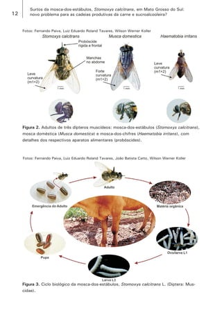 12 
Surtos da mosca-dos-estábulos, Stomoxys calcitrans, em Mato Grosso do Sul: 
novo problema para as cadeias produtivas da carne e sucroalcooleira? 
Fotos: Fernando Paiva, Luiz Eduardo Roland Tavares, Wilson Werner Koller 
Figura 2. Adultos de três dípteros muscídeos: mosca-dos-estábulos (Stomoxys calcitrans), mosca doméstica (Musca domestica) e mosca-dos-chifres (Haematobia irritans), com detalhes dos respectivos aparatos alimentares (probóscides). 
Fotos: Fernando Paiva, Luiz Eduardo Roland Tavares, João Batista Catto, Wilson Werner Koller 
Figura 3. Ciclo biológico da mosca-dos-estábulos, Stomoxys calcitrans L. (Diptera: Muscidae).  