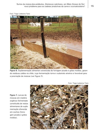 15 
Surtos da mosca-dos-estábulos, Stomoxys calcitrans, em Mato Grosso do Sul: 
novo problema para as cadeias produtivas da carne e sucroalcooleira? 
Foto: Tiago Ledesma Taira 
Figura 6. Suplementação alimentar constituída de forragem picada e grãos moídos, gerando resíduos caídos no chão, cuja fermentação torna o substrato atrativo e favorável para a procriação de moscas (ver Figura 7). 
Figura 7. Larvas de moscas em matéria orgânica fermentada constituída de restos alimentares de suplementação oferecida em cochos (forragem picada e grãos moídos). 
Foto: Tiago Ledesma Taira  