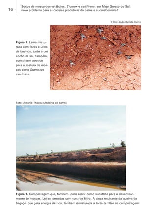 16 
Surtos da mosca-dos-estábulos, Stomoxys calcitrans, em Mato Grosso do Sul: 
novo problema para as cadeias produtivas da carne e sucroalcooleira? 
Figura 8. Lama misturada com fezes e urina de bovinos, junto a um cocho de sal, também, constituem atrativo para a postura de moscas como Stomoxys calcitrans. 
Foto: João Batista Catto 
Foto: Antonio Thadeu Medeiros de Barros 
Figura 9. Compostagem que, também, pode servir como substrato para o desenvolvimento de moscas. Leiras formadas com torta de filtro. A cinza resultante da queima do bagaço, que gera energia elétrica, também é misturada à torta de filtro na compostagem.  