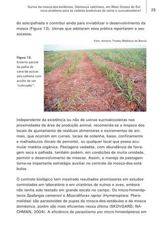 25 
Surtos da mosca-dos-estábulos, Stomoxys calcitrans, em Mato Grosso do Sul: 
novo problema para as cadeias produtivas da carne e sucroalcooleira? 
Figura 13. Enterrio parcial da palha de cana-de-açúcar pós-colheita com auxílio de um “cultivador”. 
Foto: Antonio Thadeu Medeiros de Barros 
Independente da existência ou não de usinas sucroalcooleiras nas proximidades da área de produção animal, recomenda-se a limpeza dos locais de ajuntamento de resíduos alimentares e excrementos de animais, que ocorrem em currais, locais de ordenha, baias, confinamento e malhadouros (locais de pernoite), ou qualquer local que possa acumular matéria orgânica. Pastagens vedadas, com abundância de forragem seca e palhada, também podem, em condições de muita umidade, permitir o desenvolvimento de moscas. Assim, o manejo da pastagem torna-se importante estratégia auxiliar no controle da mosca-dos-estábulos. 
O controle biológico tem mostrado resultados promissores em estudos controlados em laboratório e em criatórios de suínos e aves, embora não tenha sido testado em grande escala no campo. Os micro-himenópteros Spalangia cameroni e Muscidifurax raptor (Hymenoptera: Pteromalidae) são parasitoides de pupas da mosca-dos-estábulos e da mosca doméstica, porém são mais eficientes nessa última (SKOVGARD; NACHMAN, 2004). A eficiência de parasitismo por micro-himenópteros em 
do solo/palhada e contribui ainda para inviabilizar o desenvolvimento da mosca (Figura 13). Usinas que adotaram essa prática reportaram o seu sucesso.  