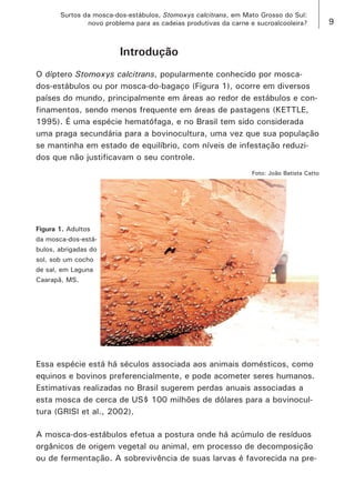 9 
Surtos da mosca-dos-estábulos, Stomoxys calcitrans, em Mato Grosso do Sul: 
novo problema para as cadeias produtivas da carne e sucroalcooleira? 
Introdução 
O díptero Stomoxys calcitrans, popularmente conhecido por mosca- dos-estábulos ou por mosca-do-bagaço (Figura 1), ocorre em diversos países do mundo, principalmente em áreas ao redor de estábulos e confinamentos, sendo menos frequente em áreas de pastagens (KETTLE, 1995). É uma espécie hematófaga, e no Brasil tem sido considerada uma praga secundária para a bovinocultura, uma vez que sua população se mantinha em estado de equilíbrio, com níveis de infestação reduzidos que não justificavam o seu controle. 
Figura 1. Adultos da mosca-dos-estábulos, abrigadas do sol, sob um cocho de sal, em Laguna Caarapã, MS. 
Foto: João Batista Catto 
Essa espécie está há séculos associada aos animais domésticos, como equinos e bovinos preferencialmente, e pode acometer seres humanos. Estimativas realizadas no Brasil sugerem perdas anuais associadas a esta mosca de cerca de US$ 100 milhões de dólares para a bovinocultura (GRISI et al., 2002). 
A mosca-dos-estábulos efetua a postura onde há acúmulo de resíduos orgânicos de origem vegetal ou animal, em processo de decomposição ou de fermentação. A sobrevivência de suas larvas é favorecida na pre  