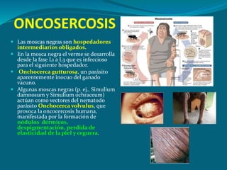 ONCOSERCOSIS
 Las moscas negras son hospedadores
intermediarios obligados.
 En la mosca negra el verme se desarrolla
desde la fase L1 a L3 que es infeccioso
para el siguiente hospedador.
 Onchocerca gutturosa, un parásito
aparentemente inocuo del ganado
vacuno.
 Algunas moscas negras (p. ej., Simulium
damnosum y Simulium ochraceum)
actúan como vectores del nematodo
parásito Onchocerca volvulus, que
provoca la oncocercosis humana,
manifestada por la formación de
nódulos dérmicos,
despigmentación, perdida de
elasticidad de la piel y ceguera.
 