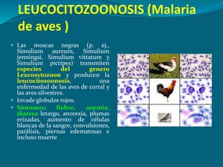 LEUCOCITOZOONOSIS (Malaria
de aves )
 Las moscas negras (p. ej.,
Simulium aureum, Simulium
jenningsi, Simulium vittatum y
Simulium pictipes) transmiten
especies del genero
Leucosytozoon y producen la
leucocitozoonosis, una
enfermedad de las aves de corral y
las aves silvestres.
 Invade globulos rojos.
 Síntomas: fiebre, anemia,
diarrea letargo, anorexia, plumas
erizadas, aumento de células
blancas de la sangre, convulsiones,
parálisis, piernas edematosas e
incluso muerte
 
