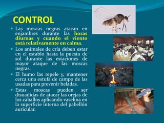 CONTROL
 Las moscas negras atacan en
enjambres durante las horas
diurnas y cuando el viento
está relativamente en calma.
 Los animales de cría deben estar
en el establo hasta la puesta de
sol durante las estaciones de
mayor ataque de las moscas
negras.
 El humo las repele y, mantener
cerca una estufa de campo de las
usadas para prevenir heladas.
 Estas moscas pueden ser
disuadidas de atacar las orejas de
los caballos aplicando vaselina en
la superficie interna del pabellón
auricular.
 