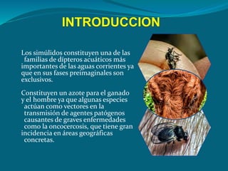 INTRODUCCION
Los simúlidos constituyen una de las
familias de dípteros acuáticos más
importantes de las aguas corrientes ya
que en sus fases preimaginales son
exclusivos.
Constituyen un azote para el ganado
y el hombre ya que algunas especies
actúan como vectores en la
transmisión de agentes patógenos
causantes de graves enfermedades
como la oncocercosis, que tiene gran
incidencia en áreas geográficas
concretas.
 