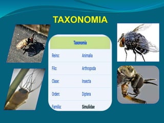 TAXONOMIA
 