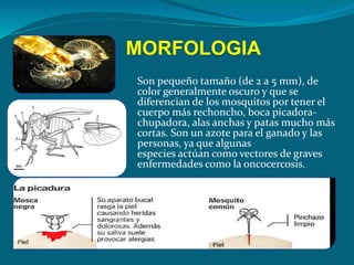 MORFOLOGIA
Son pequeño tamaño (de 2 a 5 mm), de
color generalmente oscuro y que se
diferencian de los mosquitos por tener el
cuerpo más rechoncho, boca picadora-
chupadora, alas anchas y patas mucho más
cortas. Son un azote para el ganado y las
personas, ya que algunas
especies actúan como vectores de graves
enfermedades como la oncocercosis.
 