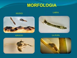 MORFOLOGIA
LARVA
LA PUPA
ADULTO
HUEVO
 