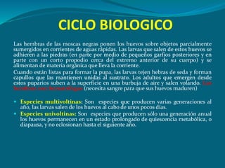 CICLO BIOLOGICO
Las hembras de las moscas negras ponen los huevos sobre objetos parcialmente
sumergidos en corrientes de aguas rápidas. Las larvas que salen de estos huevos se
adhieren a las piedras (en parte por medio de pequeños garfios posteriores y en
parte con un corto propodio cerca del extremo anterior de su cuerpo) y se
alimentan de materia orgánica que lleva la corriente.
Cuando están listas para formar la pupa, las larvas tejen hebras de seda y forman
capullos que las mantienen unidas al sustrato. Los adultos que emergen desde
estos puparios suben a la superficie en una burbuja de aire y salen volando. Las
hembras son hematófagas (necesita sangre para que sus huevos maduren)
 Especies multivoltinas: Son especies que producen varias generaciones al
año, las larvas salen de los huevos al cabo de unos pocos días.
 Especies univoltinas: Son especies que producen sólo una generación anual
los huevos permanecen en un estado prolongado de quiescencia metabólica, o
diapausa, y no eclosionan hasta el siguiente año.
 