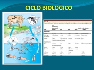 CICLO BIOLOGICO
 