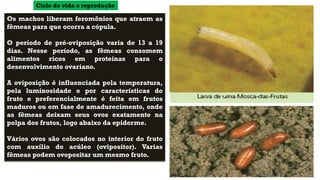 Os machos liberam feromônios que atraem as
fêmeas para que ocorra a cópula.
O período de pré-oviposição varia de 13 a 19
dias. Nesse período, as fêmeas consomem
alimentos ricos em proteínas para o
desenvolvimento ovariano.
A oviposição é influenciada pela temperatura,
pela luminosidade e por características do
fruto e preferencialmente é feita em frutos
maduros ou em fase de amadurecimento, onde
as fêmeas deixam seus ovos exatamente na
polpa dos frutos, logo abaixo da epiderme.
Vários ovos são colocados no interior do fruto
com auxílio do acúleo (ovipositor). Varias
fêmeas podem ovopositar um mesmo fruto.
Ciclo de vida e reprodução
 