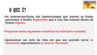 As moscas-das-frutas são insetos-pragas que atacam as frutas,
pertencem à família Tephritidae que é uma das maiores dentro da
Ordem Diptera.
Pragas de maior expressão econômica na fruticultura mundial;
Apresentam um ciclo de vida em que seu período larval se
desenvolve especialmente no interior dos frutos.
 
