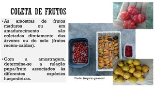 As amostras de frutos
maduros ou em
amadurecimento são
coletadas diretamente das
árvores ou do solo (frutos
recém-caídos).
Com a amostragem,
determina-se a relação
pupa/fruto associados às
diferentes espécies
hospedeiras. Fonte: Arquivo pessoal
 