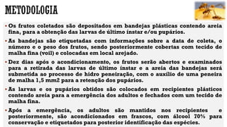  Os frutos coletados são depositados em bandejas plásticas contendo areia
fina, para a obtenção das larvas de último ínstar e/ou pupários.
 As bandejas são etiquetadas com informações sobre a data de coleta, o
número e o peso dos frutos, sendo posteriormente cobertas com tecido de
malha fina (voil) e colocadas em local arejado.
 Dez dias após o acondicionamento, os frutos serão abertos e examinados
para a retirada das larvas de último ínstar e a areia das bandejas será
submetida ao processo de hidro peneiração, com o auxílio de uma peneira
de malha 1,5 mm2 para a retenção dos pupários.
 As larvas e os pupários obtidos são colocados em recipientes plásticos
contendo areia para a emergência dos adultos e fechados com um tecido de
malha fina.
 Após a emergência, os adultos são mantidos nos recipientes e
posteriormente, são acondicionados em frascos, com álcool 70% para
conservação e etiquetados para posterior identificação das espécies.
 