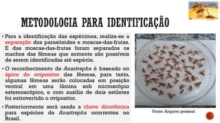  Para a identificação das espécimes, realiza-se a
separação dos parasitoides e moscas-das-frutas.
E das moscas-das-frutas foram separados os
machos das fêmeas que somente são possíveis
de serem identificadas até espécie.
 O reconhecimento de Anastrepha é baseado no
ápice do ovipositor das fêmeas, para tanto,
algumas fêmeas serão colocadas em posição
ventral em uma lâmina sob microscópio
estereoscópico, e com auxílio de dois estiletes
foi extrovertido o ovipositor.
 Posteriormente será usada a chave dicotômica
para espécies de Anastrepha ocorrentes no
Brasil.
Fonte: Arquivo pessoal
 