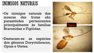 Os inimigos naturais das
moscas das frutas são
parasitóides pertencentes
principalmente às famílias
Braconidae e Figitidae.
Destacam-se as espécies
dos gêneros Doryctobracon,
Opius e Utetes.
Opius
 