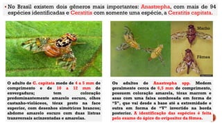  No Brasil existem dois gêneros mais importantes: Anastrepha, com mais de 94
espécies identificadas e Ceratitis com somente uma espécie, a Ceratitis capitata.
O adulto de C. capitata mede de 4 a 5 mm de
comprimento e de 10 a 12 mm de
envergadura; tem coloração
predominantemente amarelo escuro, olhos
castanho-violáceos, tórax preto na face
superior, com desenhos simétricos brancos;
abdome amarelo escuro com duas listras
transversais acinzentadas e amarelas.
Os adultos de Anastrepha spp. Medem
geralmente cerca de 6,5 mm de comprimento,
possuem coloração amarela, tórax marrom e
asas com uma faixa sombreada em forma de
“S”, que vai desde a base até a extremidade e
outra em forma de “V” invertido na borda
posterior. A identificação das espécies é feita
pelo exame do ápice do ovipositor da fêmea.
Macho
Fêmea
 