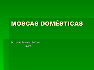 MOSCAS DOMÉSTICAS Dr. Lucas Burchard Señoret 2009 