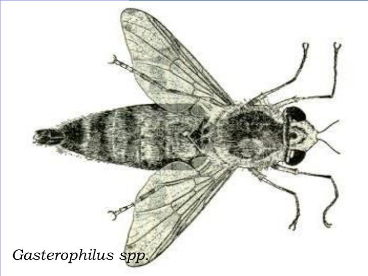 Resultado de imagen para Gasterophilus spp morfologia
