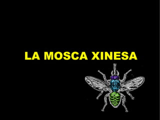 LA MOSCA XINESA
 